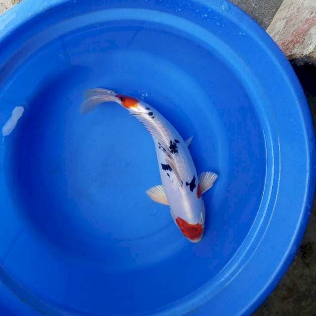 35cm