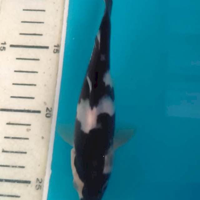 Shiro, Siap Show, Hitam Pekat