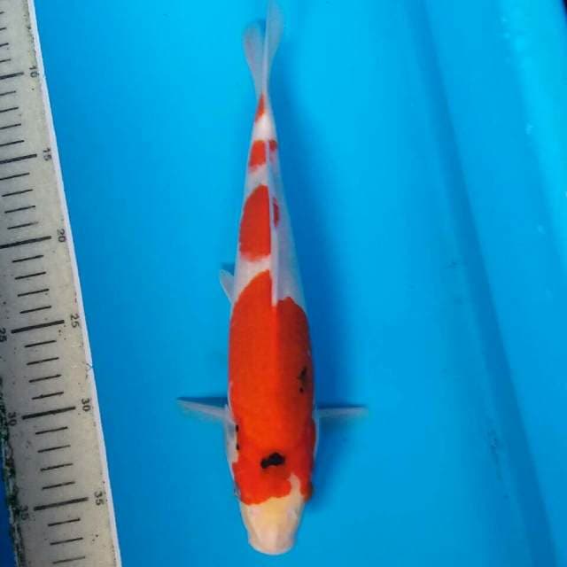 Shiwa