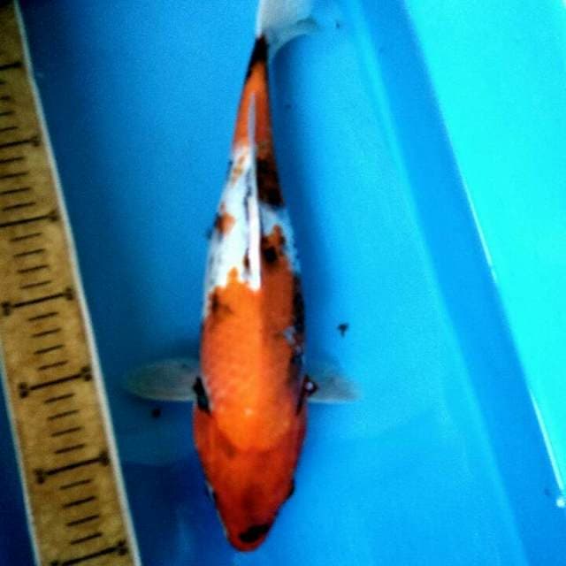Showa jumbo 36cm