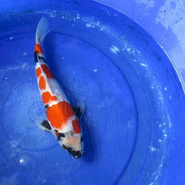 Kindai male ±35cm hq