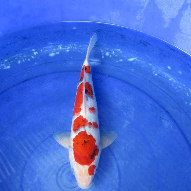 Sanke ±30cm f1