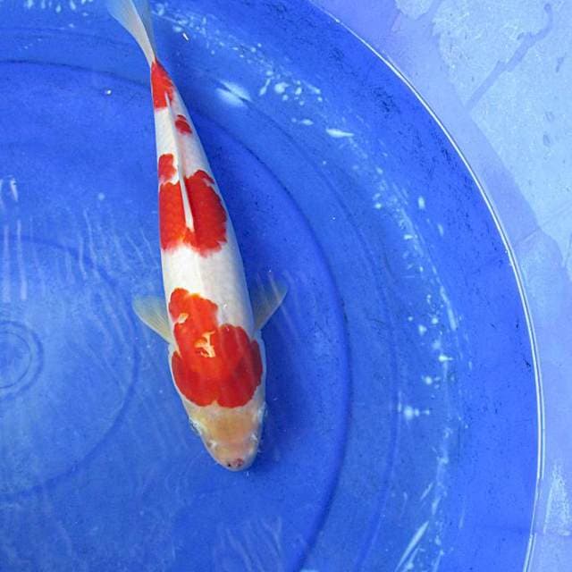 Kohaku merah ±33cm