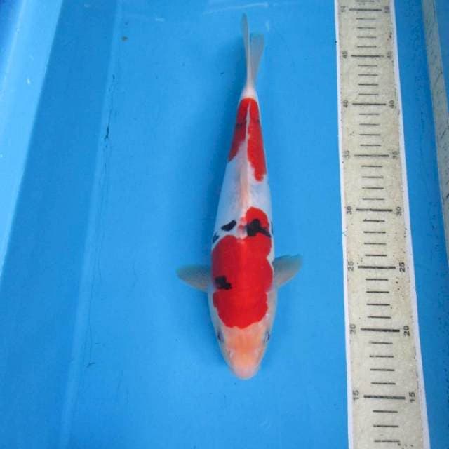 Showa doitsu30cm