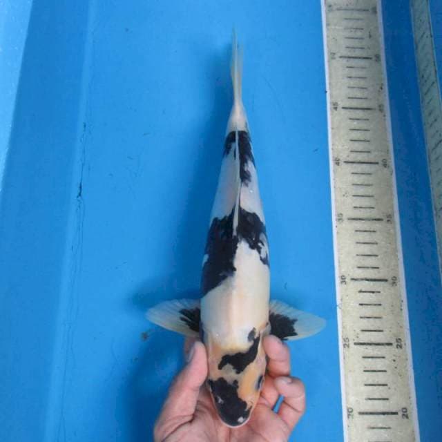 Shiro 30cm