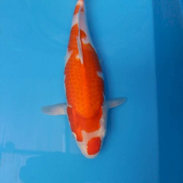 Kohaku Tosai F1 Jumbo
