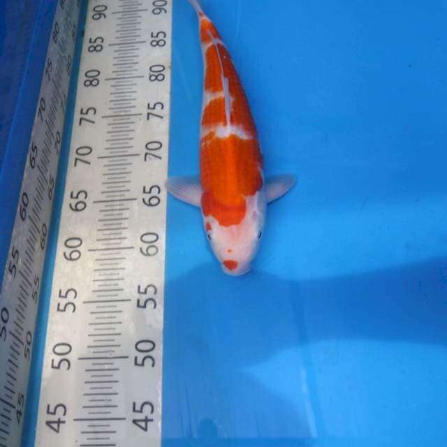 Kohaku F1 Jumbo