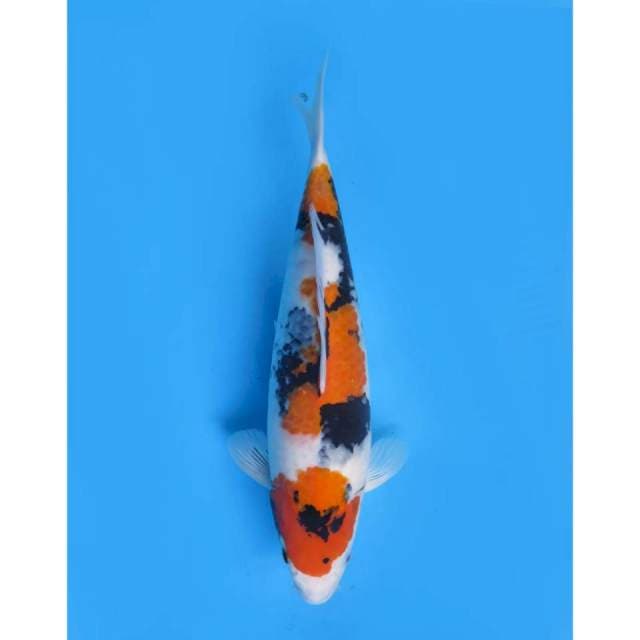 Spesial F1 Showa Jumbo Prospek - 50cm Female