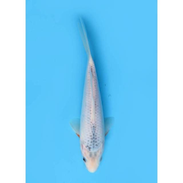 Asagi - 21cm