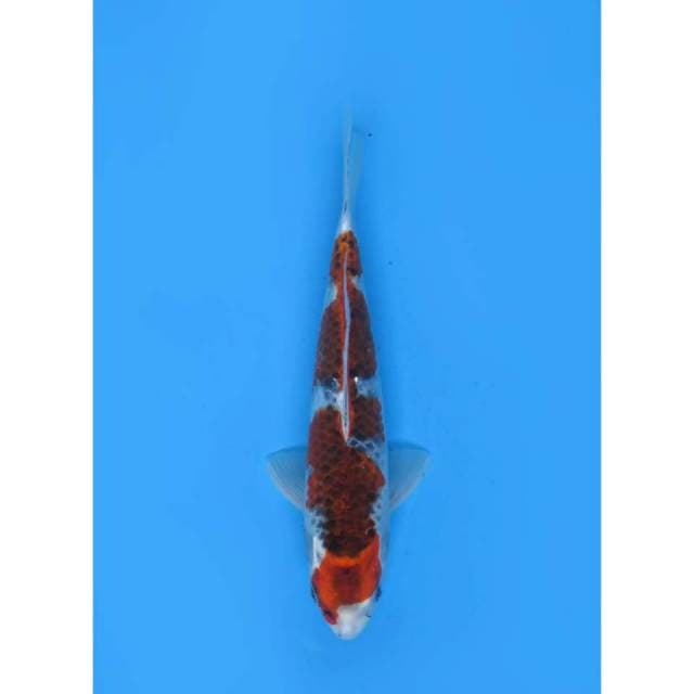 Ghoshiki SQ - 27cm Male