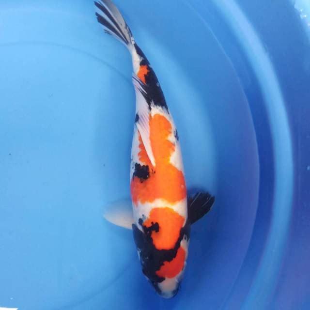 Showa 40cm