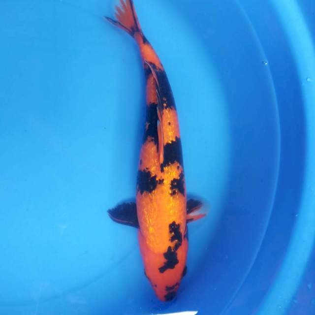Hi utsuri ginrin 40cm