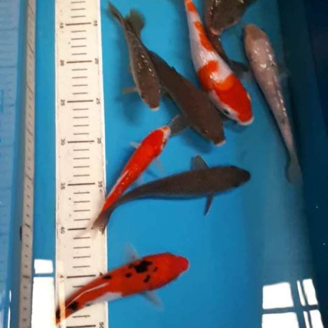 Mix kohaku sanke bekko suragoi gindrin