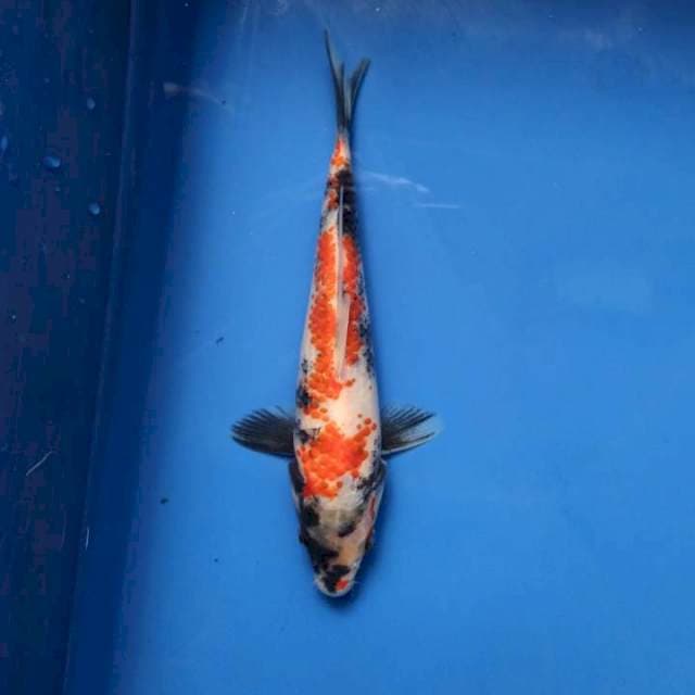 Kanoko Showa 18cm