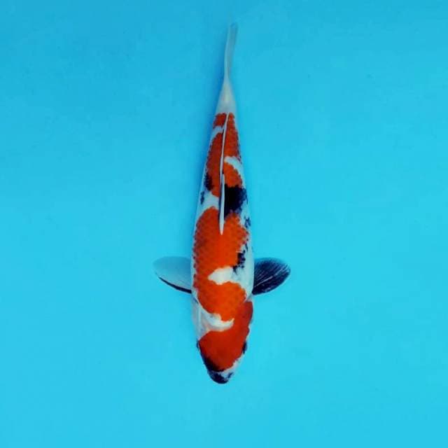 AYANA 4 - INAZUMA SHOWA EVOLUTION ®