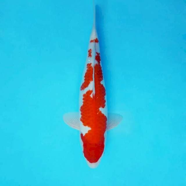 AYANA 8 - KOHAKU ®