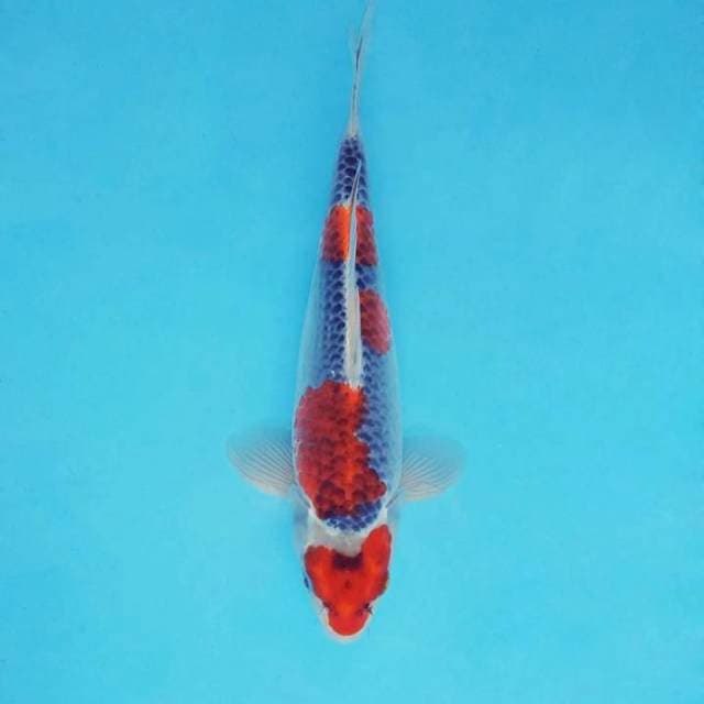 AYANA 11 - GOSHIKI ®