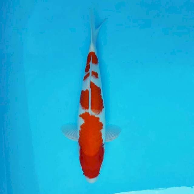 AYANA 15 - KOHAKU ®