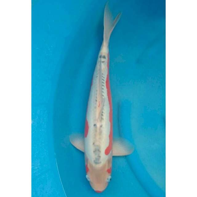 Yamaju Jumbo Female Shusui