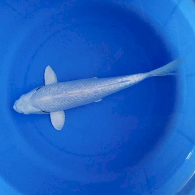 Platinum 31cm