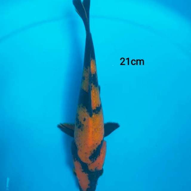 mini hiu