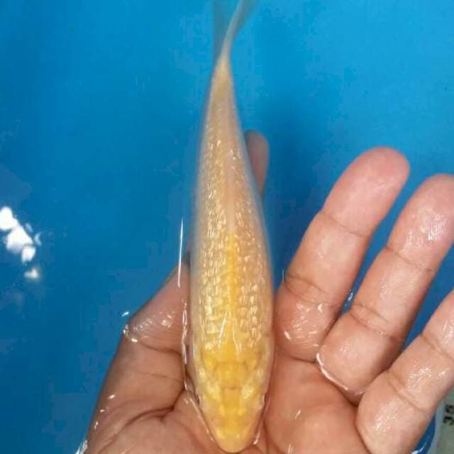 Karashi ginrin mata merah