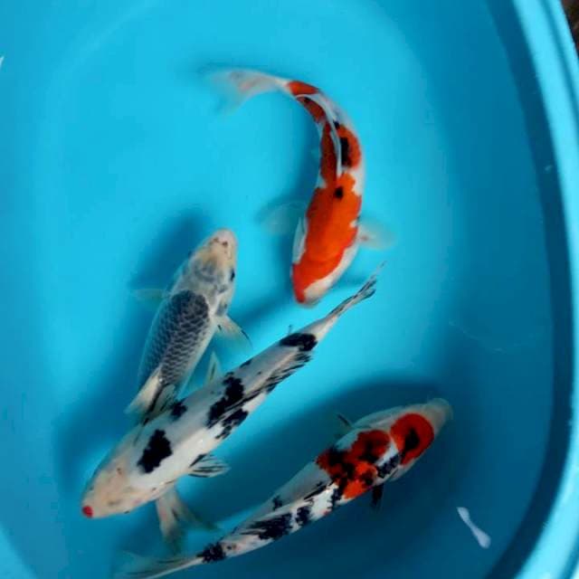 Mix