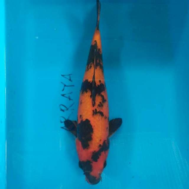 HI UTSURI SQ 31cm