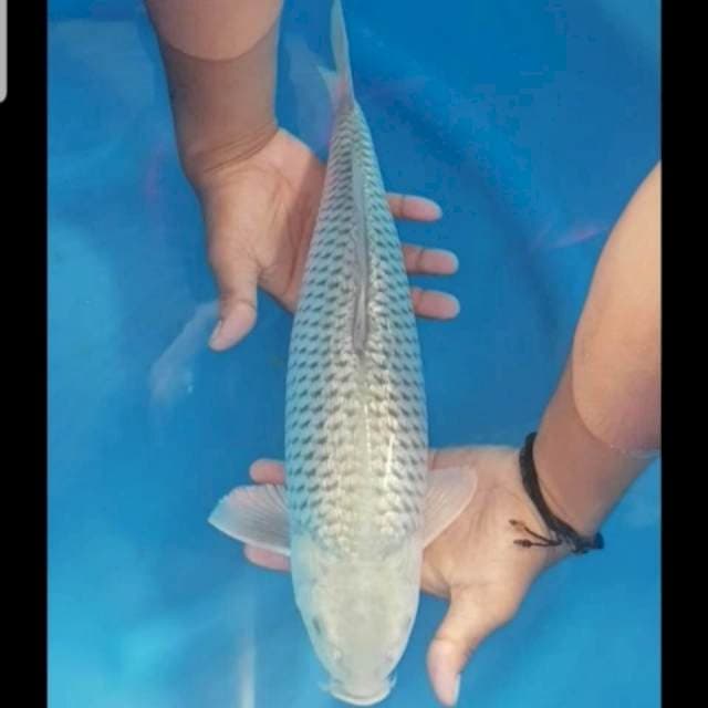 Soragoi ginrin 41 cm