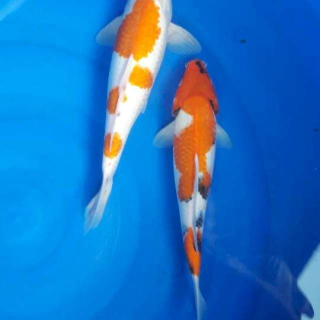 35.32