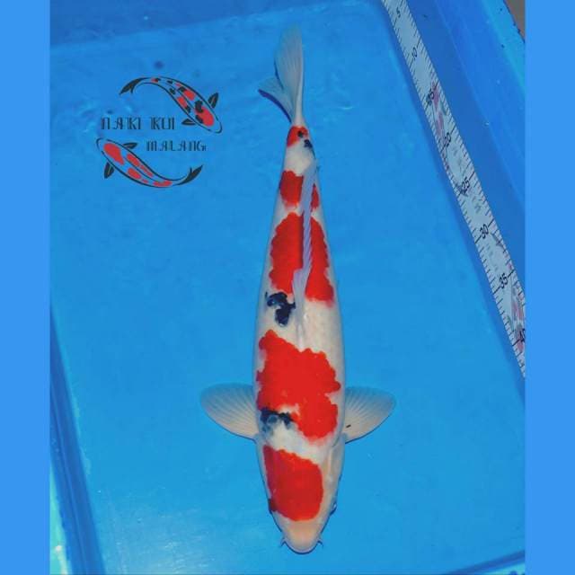 Taisho Sanshoku Male Strong