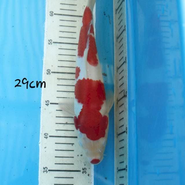 Kohaku