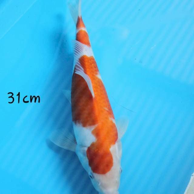 Kohaku