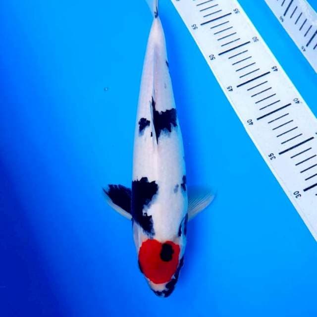 Tanco Showa Original 38cm