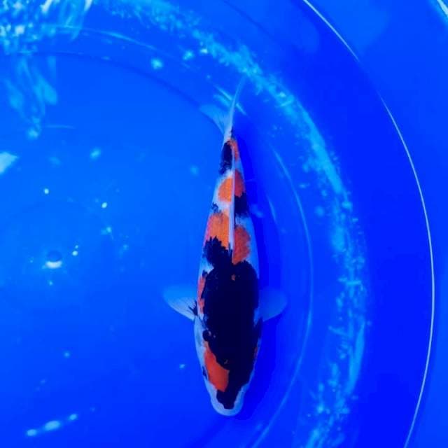 Showa 23cm