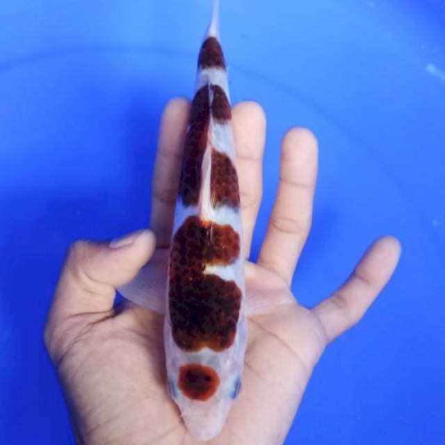 Mini maruten goromo 17cm