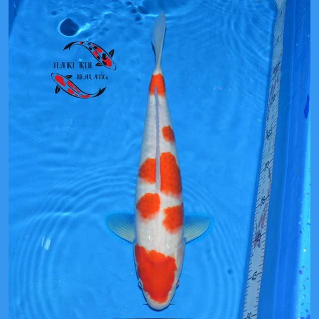 Kohaku Ceplok ceplok