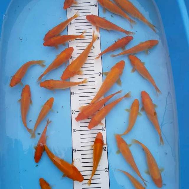 25 ekor red karasi