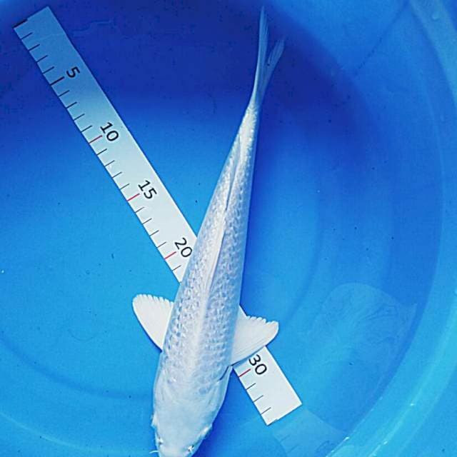 Platinum salju 31cm male