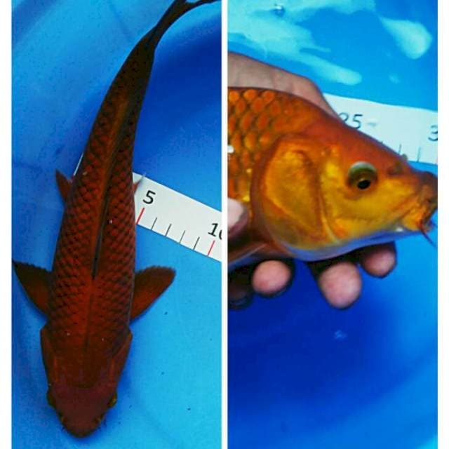 Tembaga punuk 30cm male
