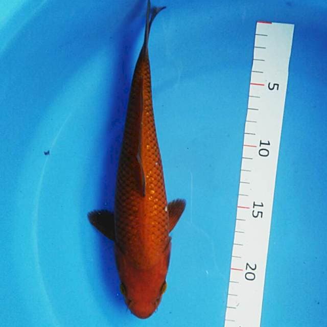 Chagoi kerlip jos 22cm male