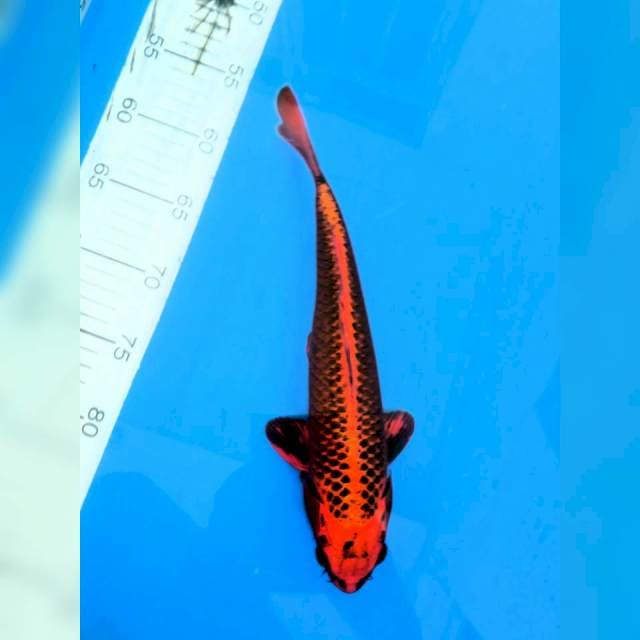 Aka Matsuba Ogon 32 male