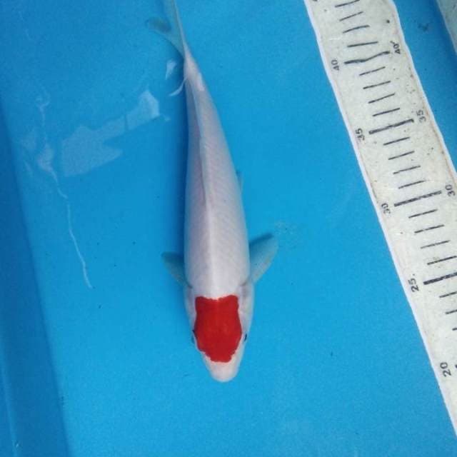 Tancho kohaku
