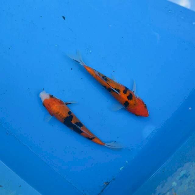 Duo Aka Sanke Doitsu & Aragoke F1