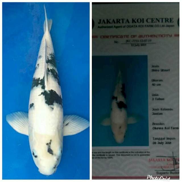 Okawa Jumbo Male Shiro
