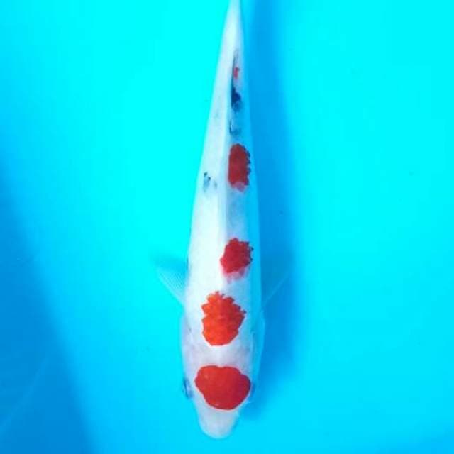 Sanke 23 cm