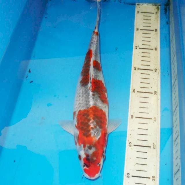 36cm F1 GOSHIKI