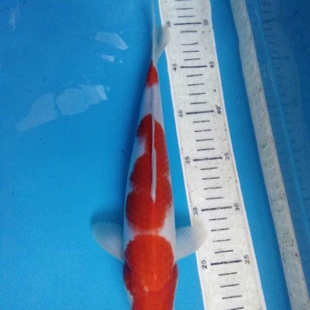 Kohaku