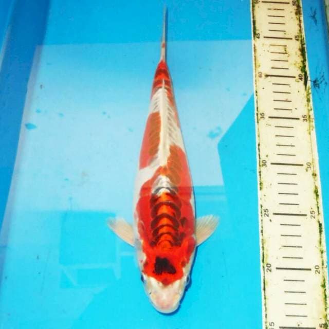 31cm RED KUJAKU DOITSU