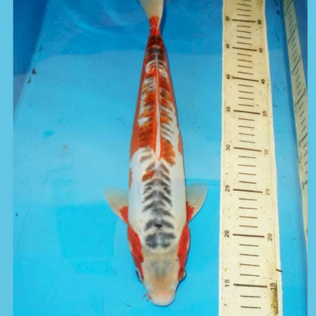 42cm F1 HANA SHUSUI